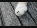 蚊に刺される猫