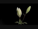 あれ...目から汗が... "憧憬" 【歌ってみた】/Harp Tone