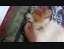 モフモフもこもこなワンコ（パピヨン）6