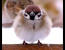 続・好きな音楽テーマ別うｐ・S曲編