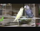 サルファー 〜モテモテ放鳥デビュー〜