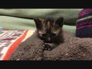 わちゃわちゃ子猫、猫ドームを占拠する