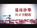 【MMDカメラ配布】曼珠沙華【めんぼう式初音ミク】