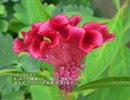 誕生日に贈る言葉～9月3日生まれのまじめで几帳面なあなたに－聴きものがたり