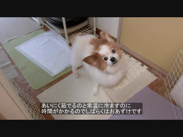 飼い主が手づくり食を作っていると台所にのぞきに来るワンコ（パピヨン）