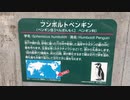 動物園の日常　  フンボルトペンギン　英名：Humboldt　Penguin