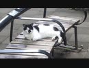 ネコさんが見つめてたその先は・・・