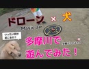 【ドローン×犬】ドローンと犬を遊ばせてみた！プリンの反応は？(YouTubeで『ワンチュー犬』を検索)