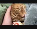 美少年猫、年月を重ねておっさん猫になる
