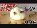 ホウ酸団子がゴキブリに何故効くのか、実際に確かめてみた。
