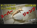 【思い出】ダックスフンド プリンのアルバム集（2018年8月）