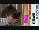 あがり込んできた野良猫に毛を逆立てる家猫
