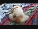 もこもこふわふわなおしりとしっぽのワンコ（パピヨン）2