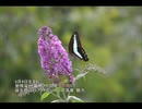 誕生日に贈る言葉～9月4日生まれの愛情深く厳格なあなたに－聴きものがたり
