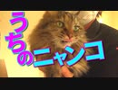 うちのニャンコ