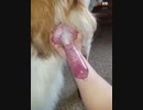 犬の射精、勃起08