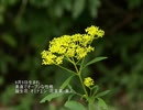 誕生日に贈る言葉～9月5日生まれの素直でオープンなあなたに－聴きものがたり