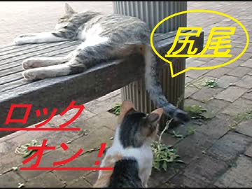 Σ(ﾟДﾟ) 他ネコのしっぽにじゃれつく猫