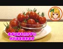 おてがる野菜づくり、ミニトマト収穫！