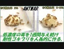 低濃度の毒エサを1週間ゴキブリに与え続けると、毒に耐性を持った「耐性ゴキブリ」になる？
