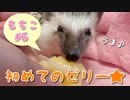 【ハリネズミ】初めてゼリーを食べたよ【もちこ#6】