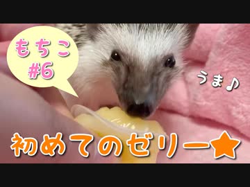 【ハリネズミ】初めてゼリーを食べたよ【もちこ#6】