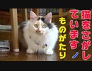 【シリーズ：猫を探していますの物語り】2. 無事捕獲と二度目の試練