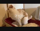 猫のトイレタイム【うんち編】
