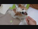 キャベツにかぶりつくワンコ（パピヨン）