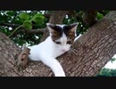 【ぬこ】こねこねこねこ。またまた子猫が迷い込んできました・・・