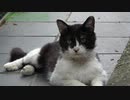 【木枯らしポンタシリーズ】心を許してきた野良猫