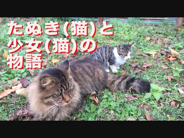 保護された貴族たぬき(猫)、共に過ごした少女(猫)との追憶