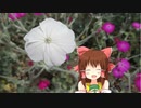 いつき水仙翁の神社