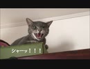 しつこくて怒られるの巻