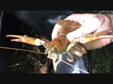 外来種を食べに行こう！【#16ウチダザリガニ】