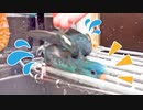 サザナミインコを水責め