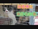 【猫を探していますの物語り】3. 捕獲機に動じないミケ子