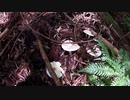 （山探索回）変態忍者の、狩猟＆有害鳥獣駆除従事活動記・その８２
