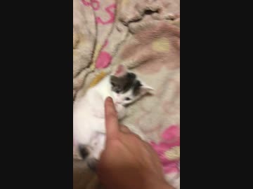 【仔猫】ぷくぷく福ちゃん