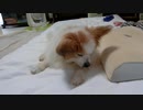 スフィンクス座りをするワンコ（パピヨン）