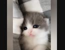 とてつもなく可愛い子猫が発見される (=^・^=) Part2
