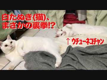 オッドアイの白たぬき(猫)、一家の主猫に裏拳を喰らわせる