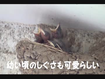 童心に帰ってツバメの観察1　2013年５月～
