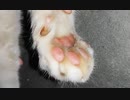 海辺のねこpart5
