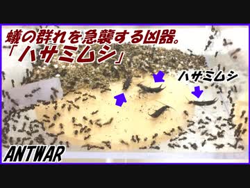 油断しているアリの群れの中にいきなり強敵ハサミムシを入れたら、アリはどうする？