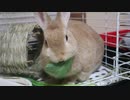うーさん「おかわりは？」