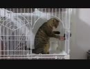 立ちながら水を飲む猫