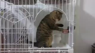 立ちながら水を飲む猫