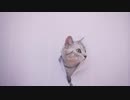 Dr.キャット