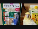 夏のイネ科の野草と老鳥のシード食